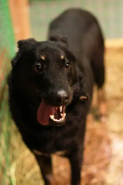 Молодая собака Блекки, привита, стерилизована