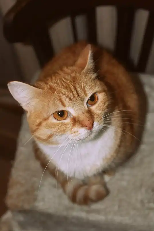 Рыжая кошечка