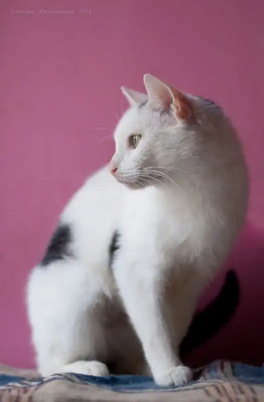 Отдам кошку Шарлотту