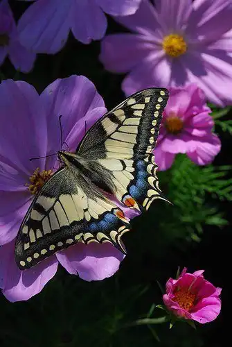 Соляночка =З