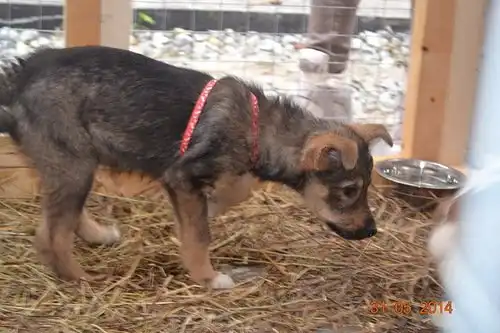 Отдам щенят