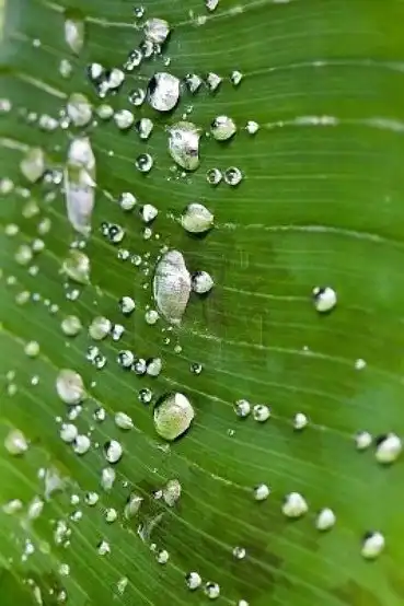 Соляночка =З