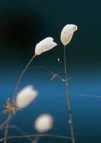 Расцвёл цветок удумбара - такое случается раз в 3 000 лет! Что это сулит человечеству?