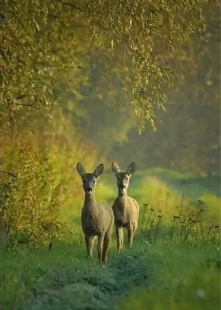 Соляночка =З
