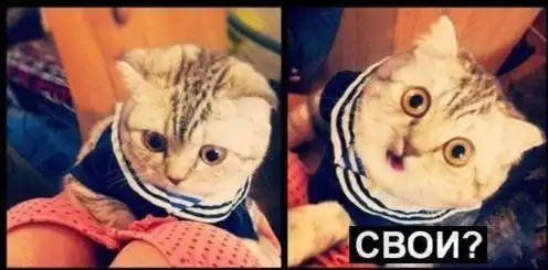 Весёлые картинки