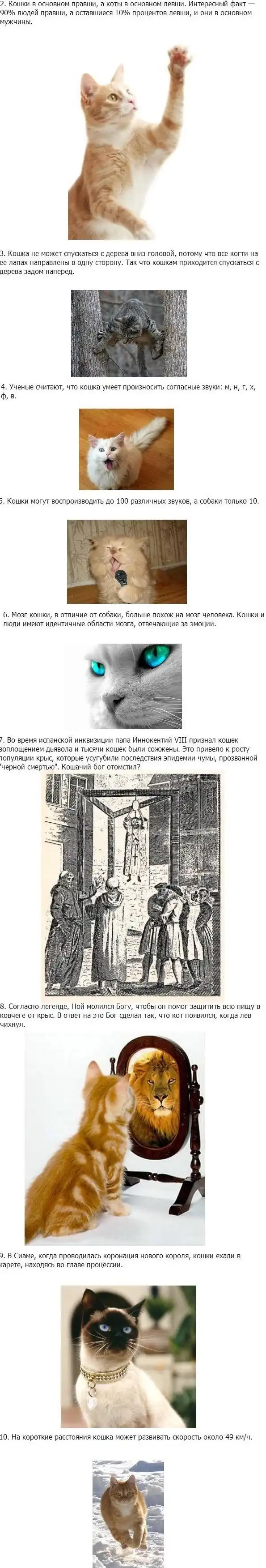 Интересные факты о котах
