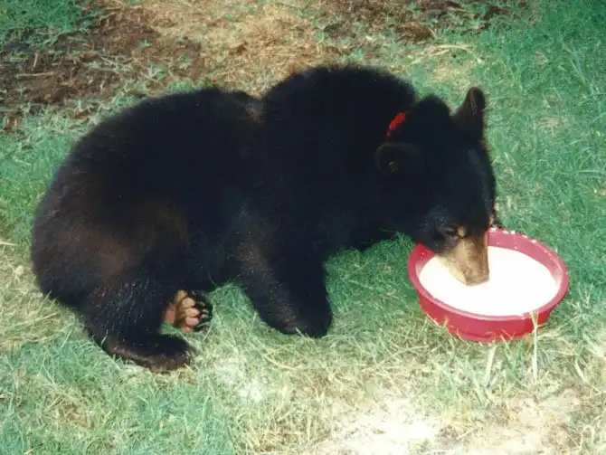 Необычная дружба