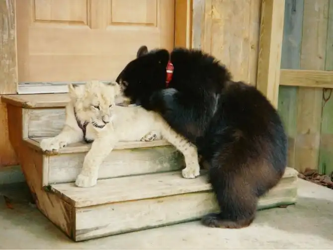 Необычная дружба