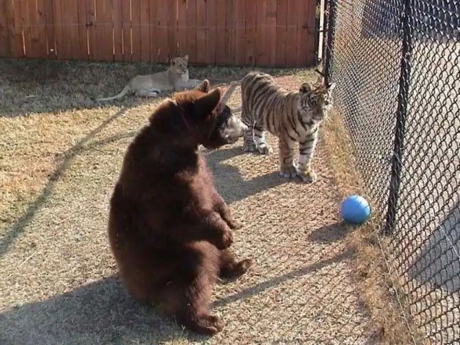 Необычная дружба