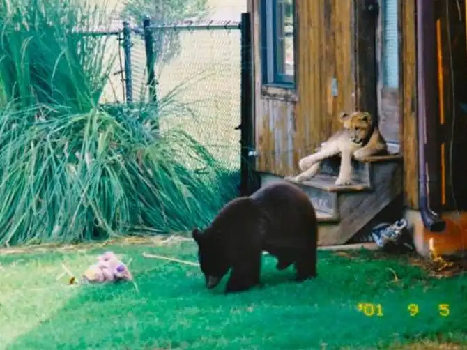 Необычная дружба