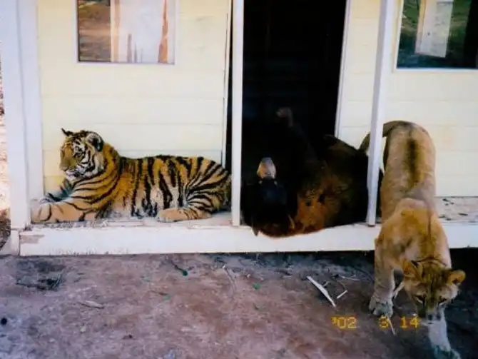 Необычная дружба