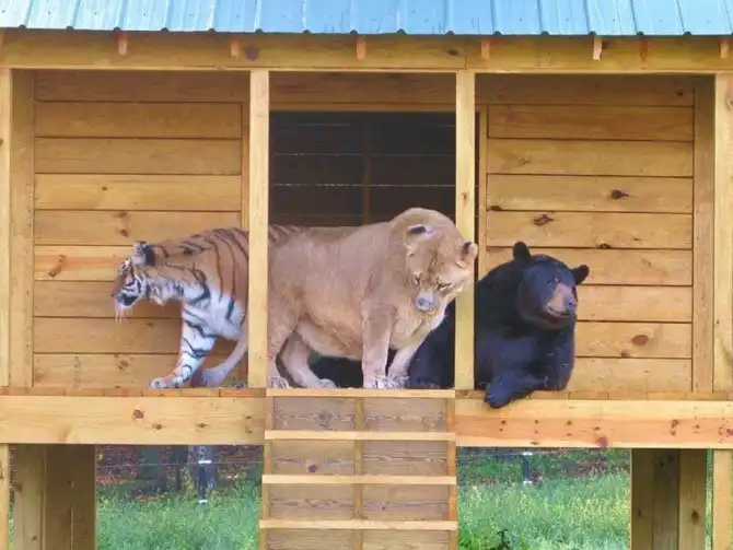 Необычная дружба