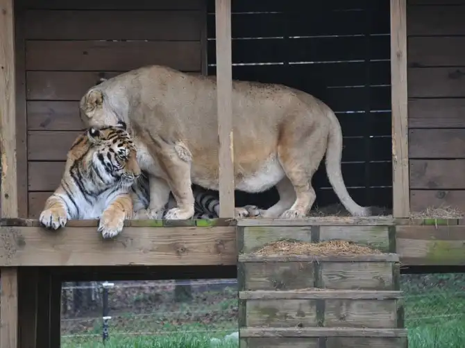 Необычная дружба