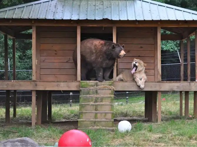 Необычная дружба