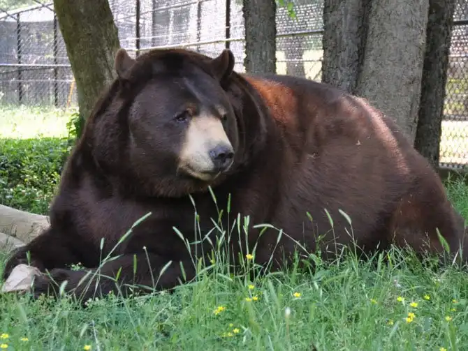 Необычная дружба