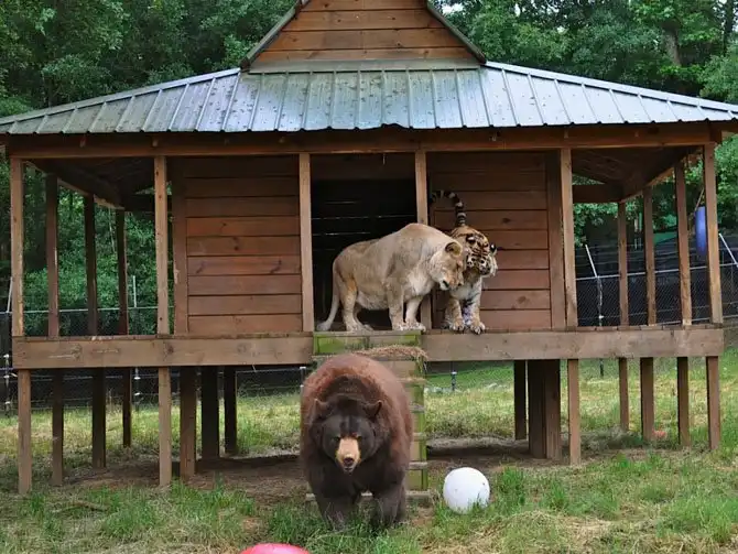 Необычная дружба