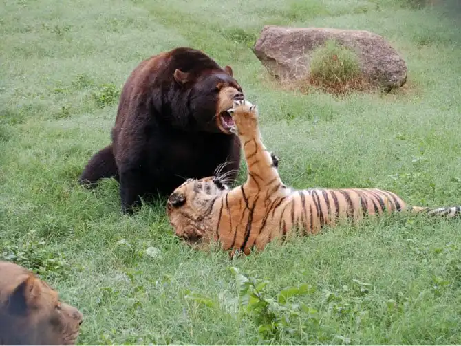 Необычная дружба