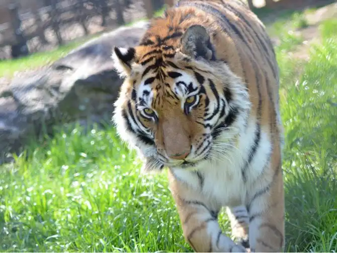 Необычная дружба