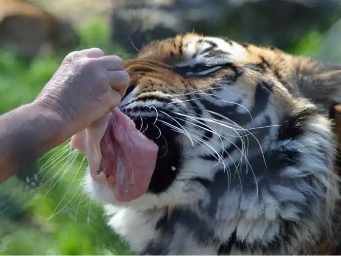 Необычная дружба