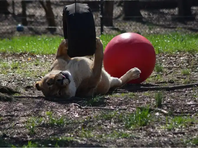 Необычная дружба