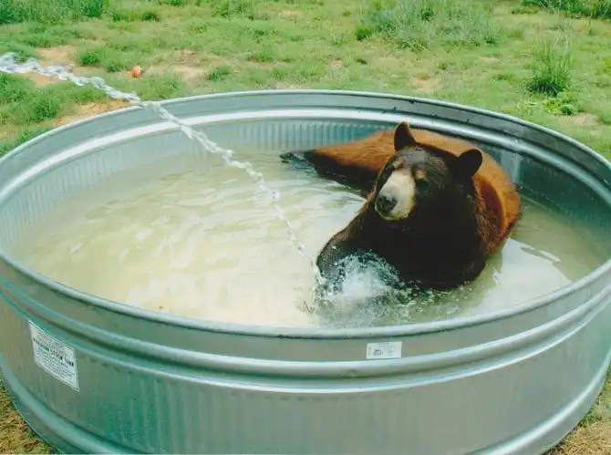 Необычная дружба