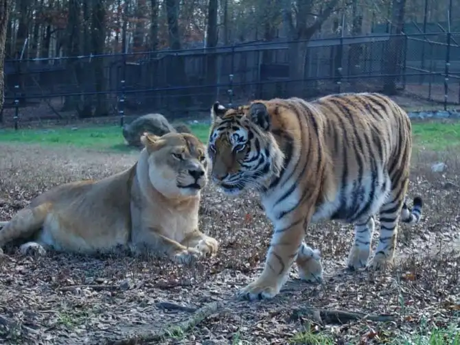 Необычная дружба