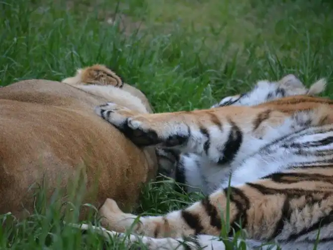 Необычная дружба