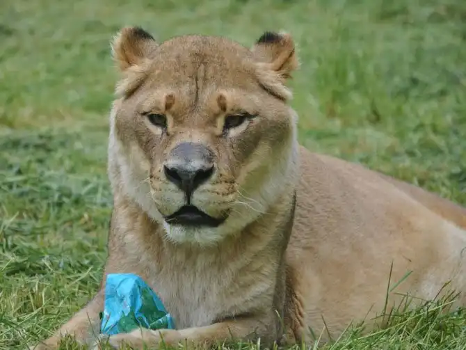 Необычная дружба