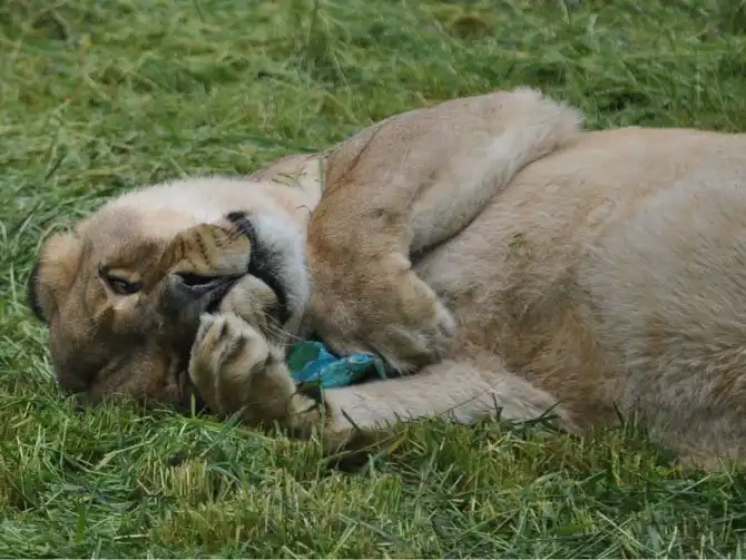 Необычная дружба