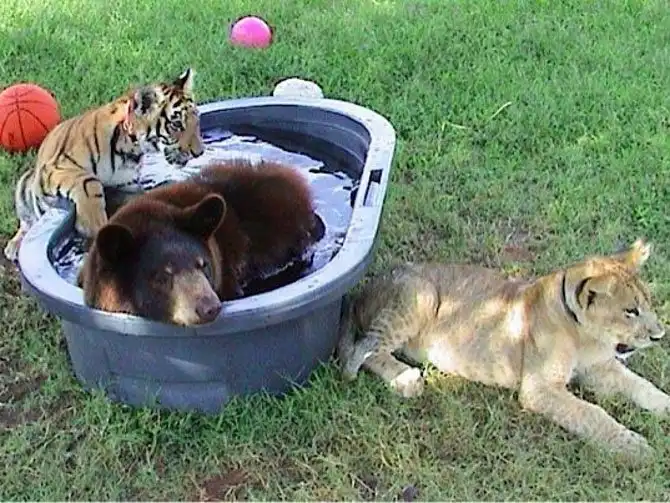 Необычная дружба