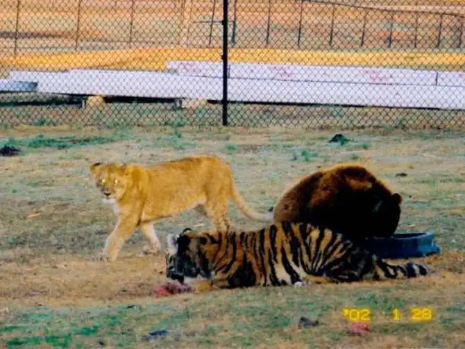 Необычная дружба