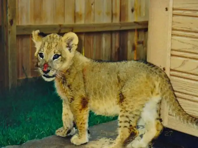 Необычная дружба