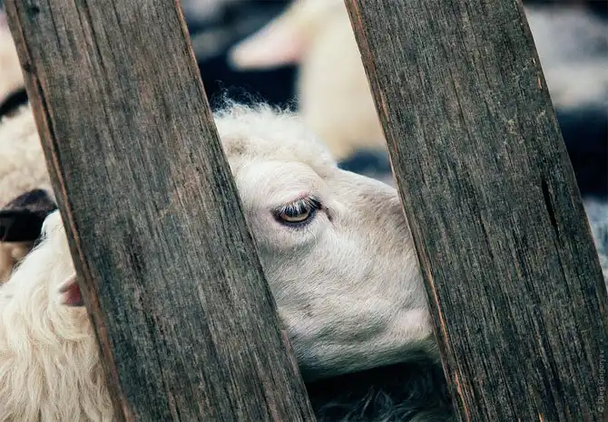 Как живут чабаны на полонине