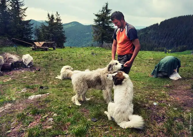 Как живут чабаны на полонине