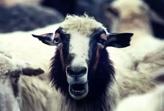 Как живут чабаны на полонине