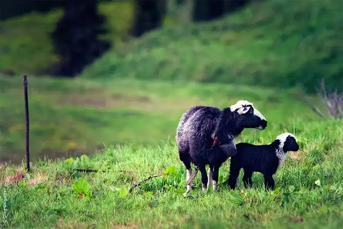 Как живут чабаны на полонине