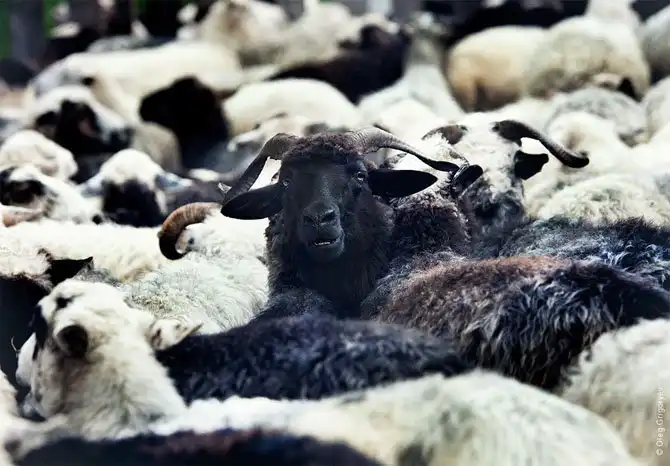 Как живут чабаны на полонине