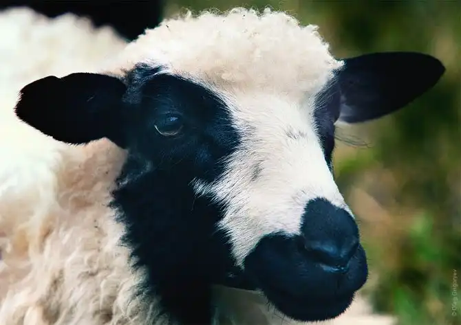 Как живут чабаны на полонине