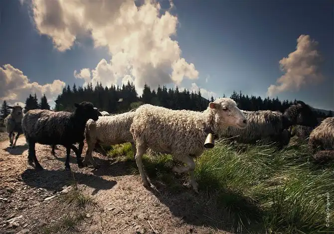 Как живут чабаны на полонине
