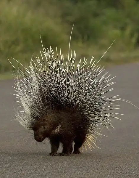 Попытка пообедать дикобразом закончилась для леопарда плачевно