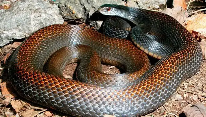 Самые опасные змеи в мире