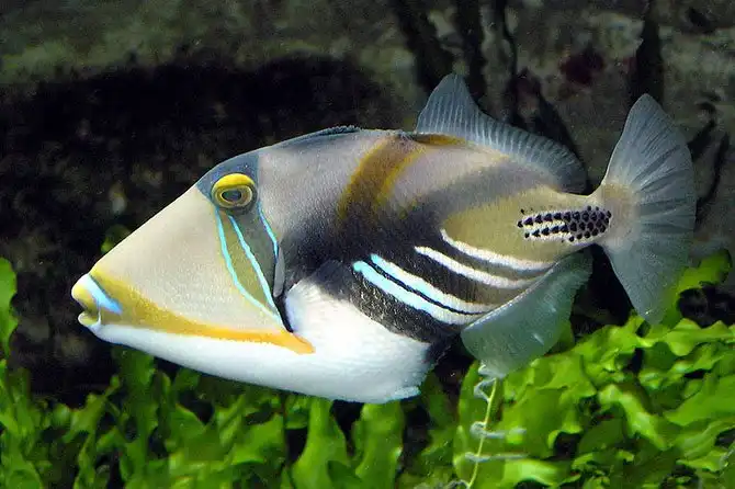 20 вещей, которые вы не знали про Гавайи