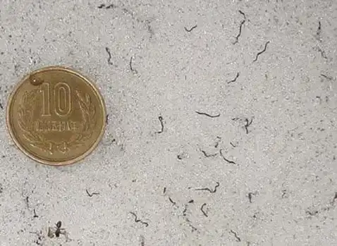 Ледяные черви