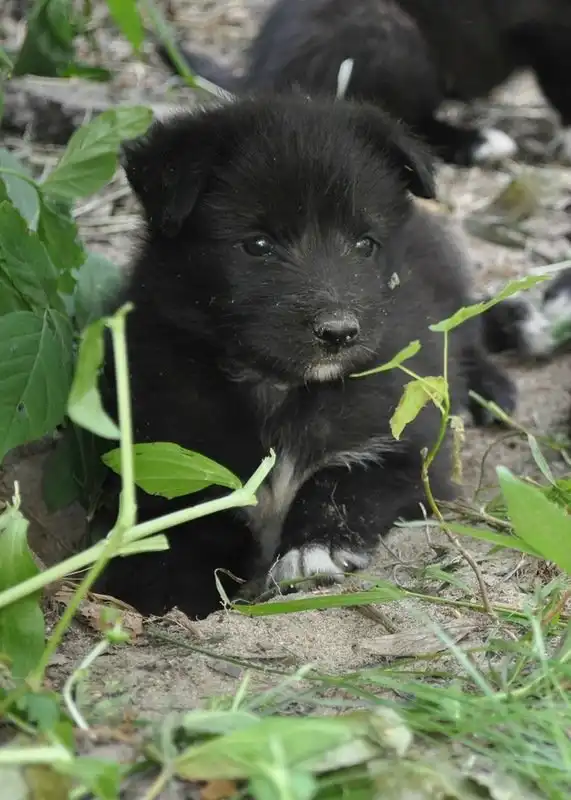 Отдам щенков