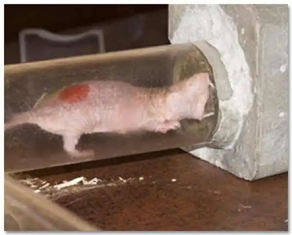 Голый сквозь бетон