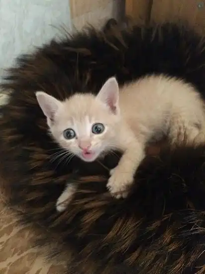 Отдам котёнка