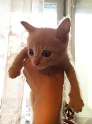 Отдам котёнка