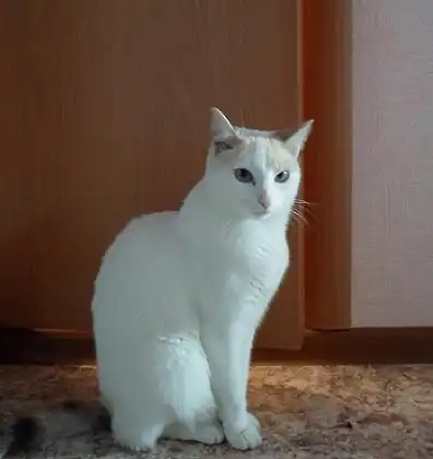 Отдам кошку Лесю