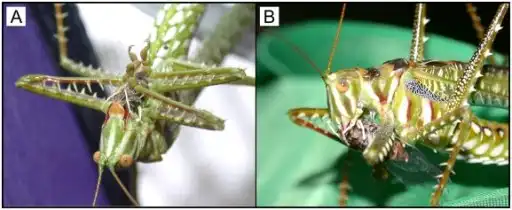 Хищник-имитатор завлекает еду обещанием секса