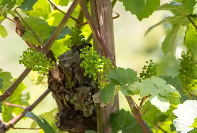 Как в Германии делают вино